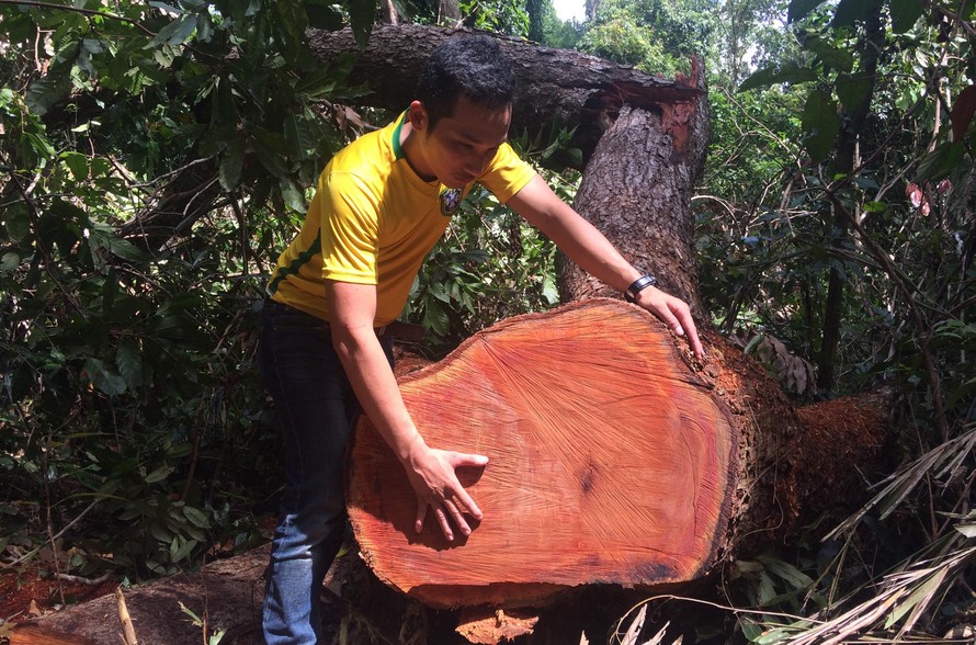 Một vụ khai thác rừng trái phép trên địa bàn huyện Kbang