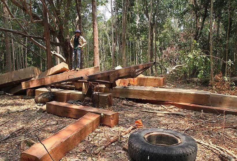 Một vụ phá rừng qui mô lớn trên địa bàn huyện Krông Pa