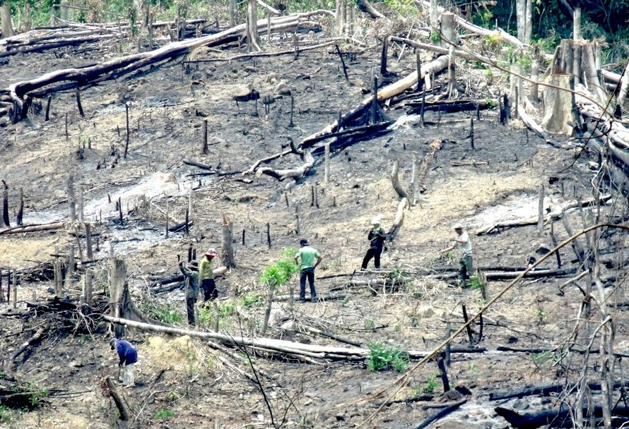 Đất của tỉnh Gia Lai cho các công ty thuộc Binh đoàn 15 thuê bị lấn chiếm. Ảnh chụp năm 2014