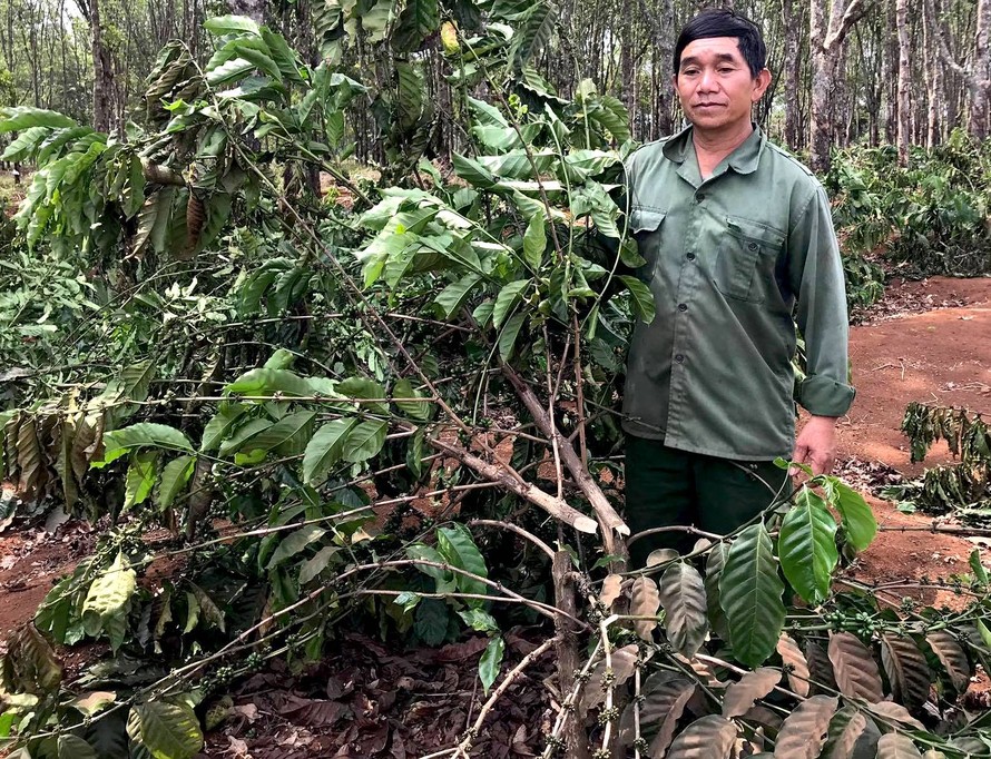 Người dân làng O Ngó sót của khi hàng nghìn cây cà phê chuẩn bị cho thu hoạch bị chặt đứt gốc