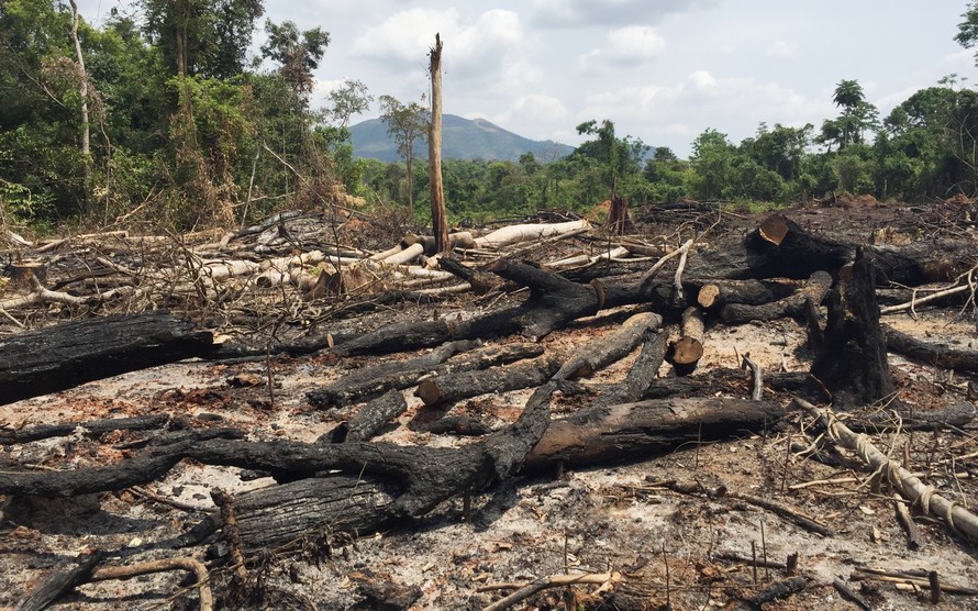 Một diện tích rừng bị thiệt hại ở Ban Quản lý rừng phòng hộ Ia Grai