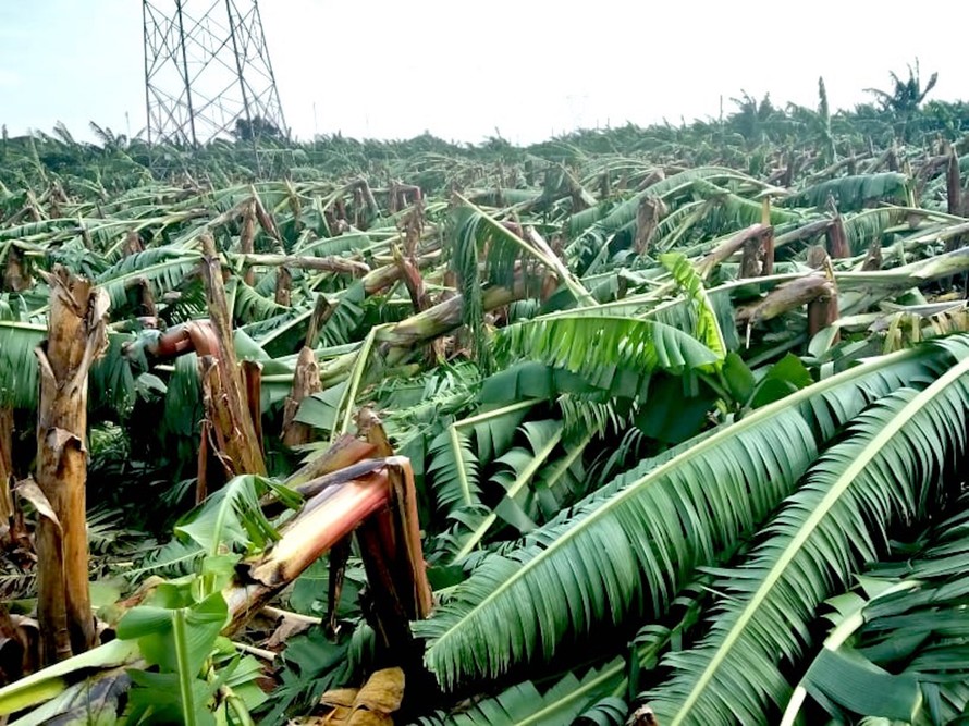 Nhiều diện tích chuối của người dân huyện Chư Sê, Gia Lai chuẩn bị cho thu hoạch thì bị gãy đổ hoàn toàn