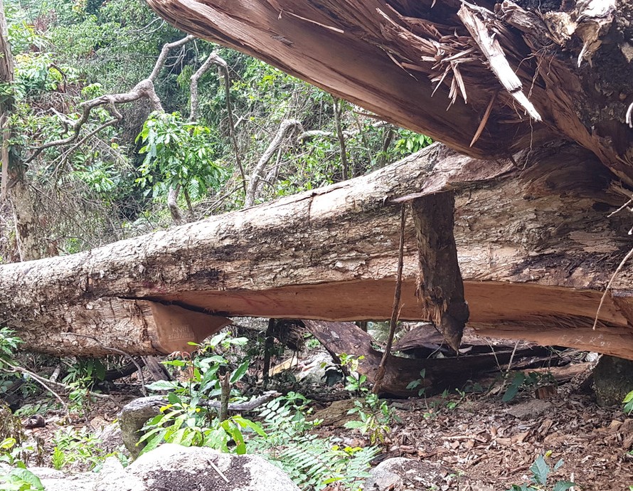 Một cây giáng hương bị lâm tặc cắt hạ ở rừng Kbang.