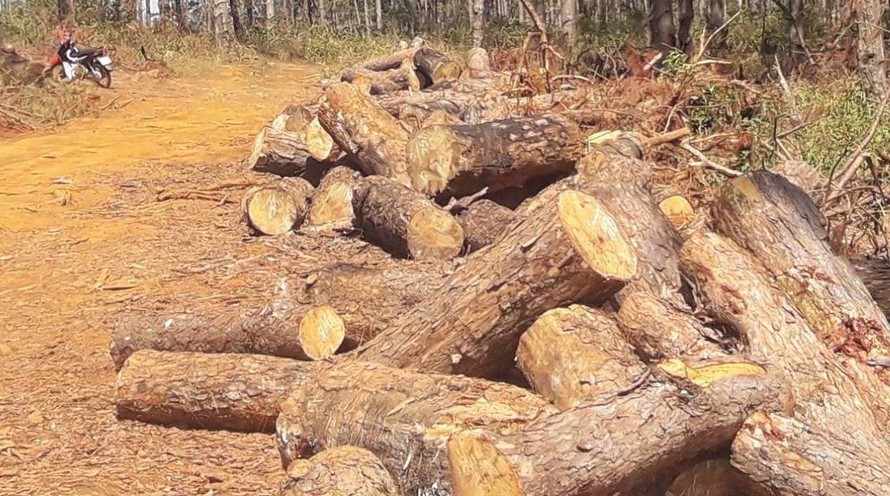 Rừng thông bị chặt hạ tràn lan tại bon Bu Koh