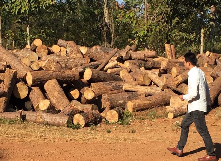 Gỗ thông rừng cộng đồng bon Bu Koh bị chặt hạ trái phép