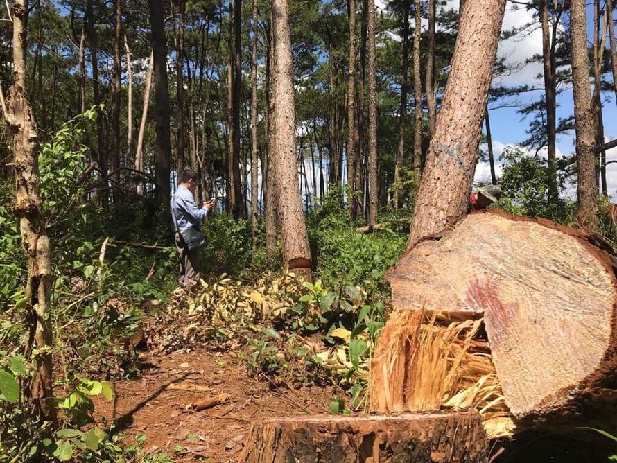 Nhiều cây thông hàng chục năm tuổi bị đốn hạ.