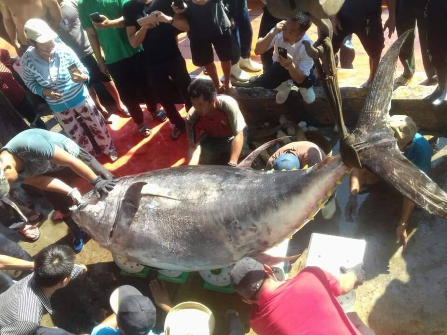 Bắt cá ngừ vây vàng 'khủng' nhất ở Trường Sa
