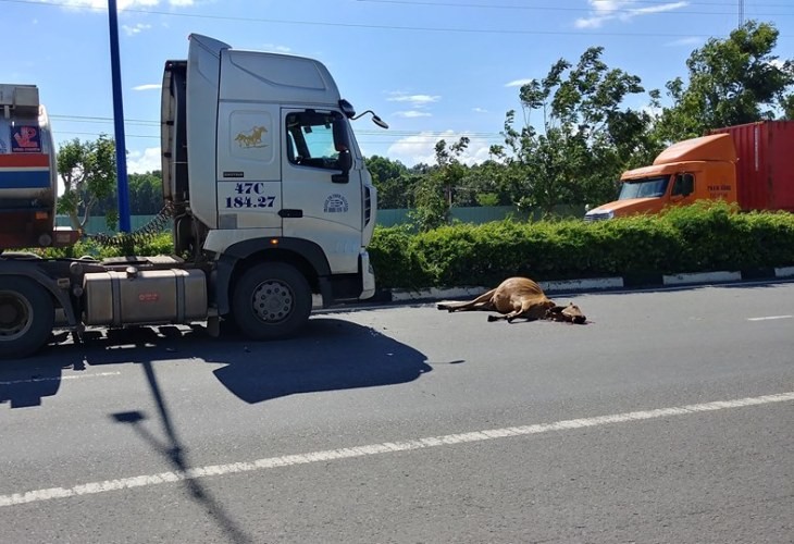 Tài xế xe tải tông chết con bò vì 'bất đắc dĩ'