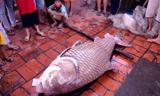 Con cá hô nặng 127kg