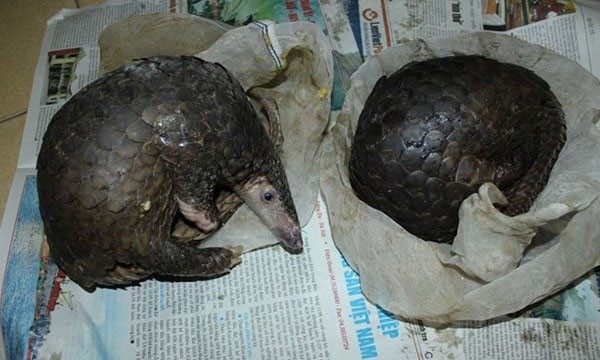 Hai cá thể tê tê được phát hiện trong vụ vận chuyển động vật hoang dã trái phép.