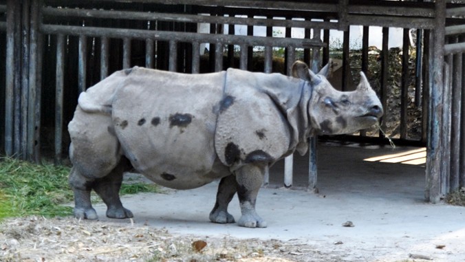 Tê giác một sừng Ấn Độ ở Vườn thú Chiang Mai.