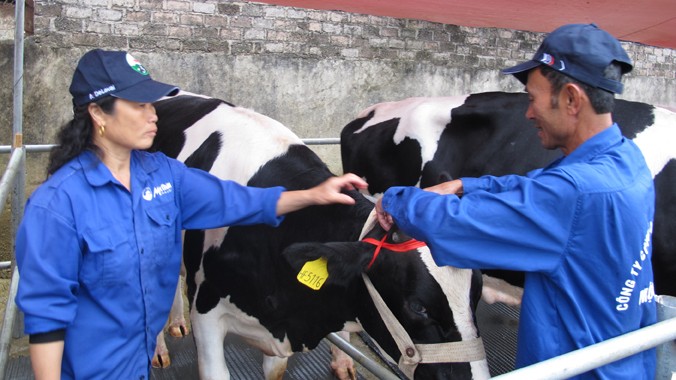 Mô hình bảo hiểm bò sữa ở Mộc Châu đang tạo thành mối liên kết bền vững giữa người nuôi và công ty. Ảnh: Phạm Anh.