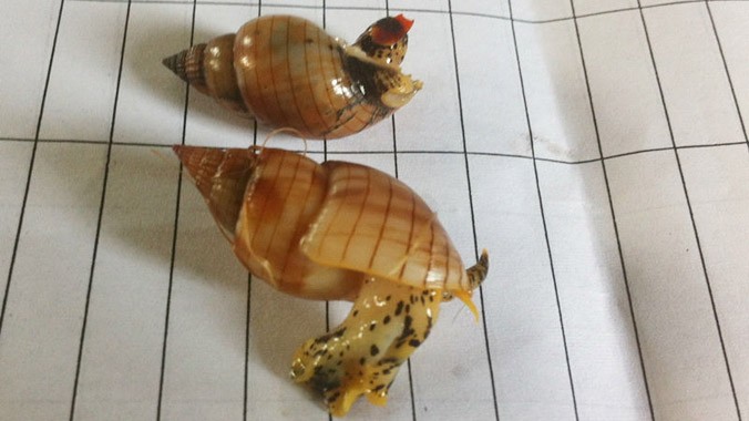 Loài “ốc lạ” khiến 3 ngư dân ăn vào và tử vong. Ảnh do Chi cục ATVSTP Thanh Hóa cung cấp.