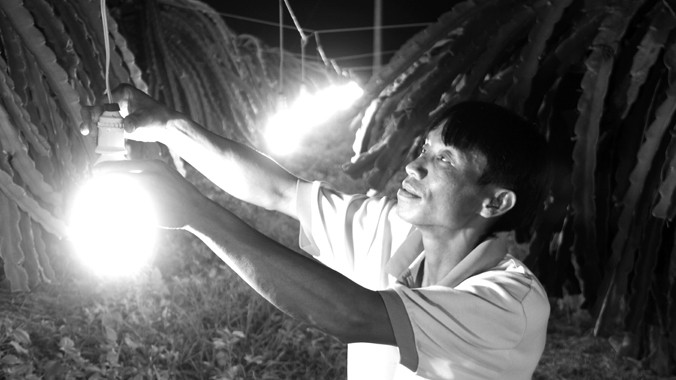 Ông Nguyễn Văn Linh sử dụng bóng đèn tiết kiệm điện kích thích thanh long ra hoa trái vụ thay bóng đèn sợi đốt. Ảnh: ĐD.