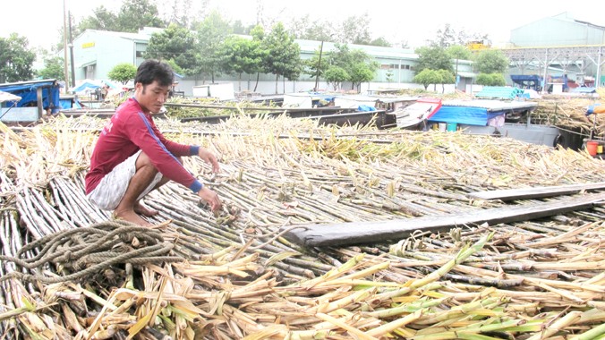 Theo VSSA, việc cho nhập khẩu 50.000 tấn đường với mức thuế 0% sẽ khiến người trồng mía và ngành mía đường gặp nhiều khó khăn. Ảnh: Lam Khánh.