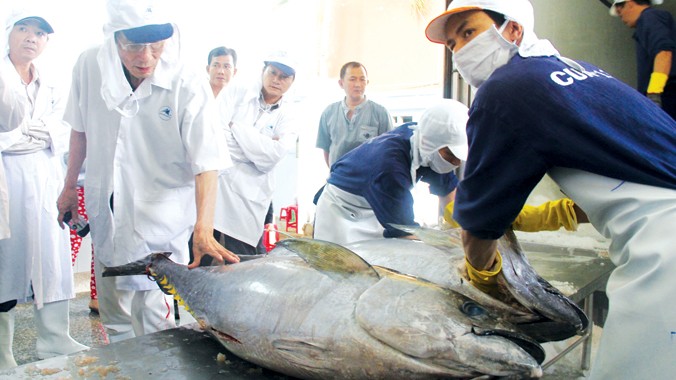 Chuyên gia Masakazu Shoga - Nhật Bản kiểm tra chất lượng cá ngừ trước khi xuất khẩu sang Nhật. Ảnh: H. Văn.