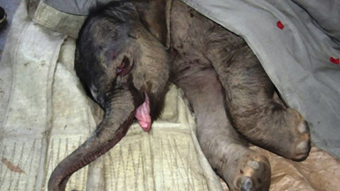 Voi con Trang Trang ở Khu Bảo tồn Thú Hoang Thần Ðiêu Sơn, Trung Quốc, khóc ròng năm tiếng sau khi bị voi mẹ vô cớ giẫm đạp và bỏ rơi.