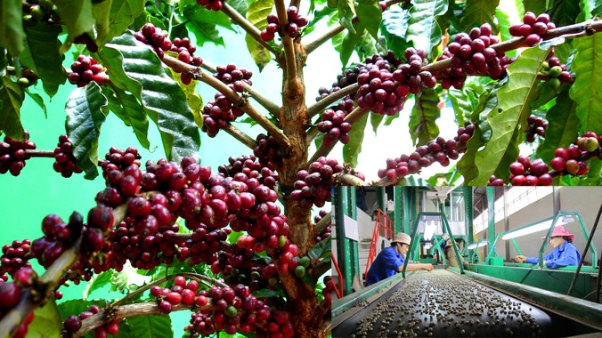 Cà phê Robusta trồng tại Việt Nam có năng suất cao nhất thế giới (ảnh to); Chọn cà phê trên băng chuyền ở Cty CP Phước An (ảnh nhỏ). Ảnh: Hoàng Thiên Nga.