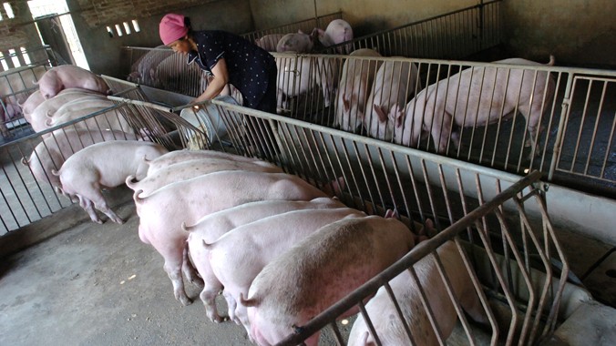 Năng suất nuôi lợn ở Việt Nam thấp hơn nhiều so với Mỹ. Ảnh: Như Ý.
