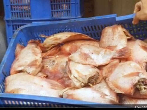 Số cá thối của Công ty Phú Nhật Hào bị phát hiện khi mang giao cho bếp ăn Trường tiểu học Long Bình, huyện Bàu Bàng, Bình Dương - Ảnh: Thanh Niên