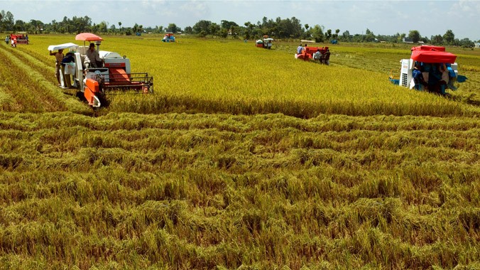 Cty CP Bảo vệ Thực vật An Giang tham gia chuỗi giá trị trong sản xuất lúa gạo qua “cánh đồng mẫu lớn”. Ảnh: Nguyên Ninh.