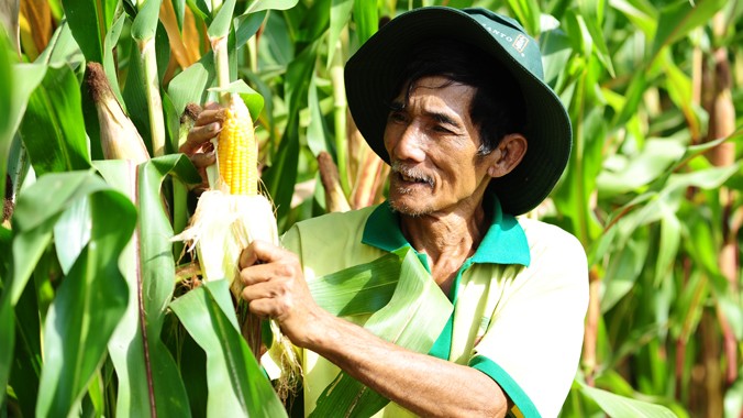 Ông Nguyễn Lâm, một trong những nông dân đầu tiên ở Việt Nam trồng giống ngô biến đổi gen.