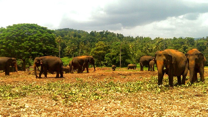 Bãi thả voi ở trại voi mồ côi Pinnawela - Sri Lanka. Ảnh: Phạm Văn Thịnh.