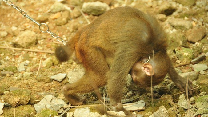 Thấy người lạ tới gần, chú khỉ Vàng ở Hà Tĩnh liên tục vái lạy như thể cầu xin được trả tự do.