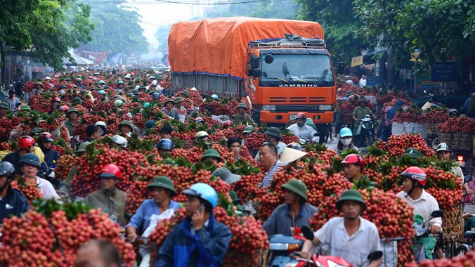 Vải thiều Lục Ngạn - Bắc Giang ùn ứ vào tháng 6/2014 khiến không ít nông dân trồng vải lao đao. Ảnh: Minh Quân.