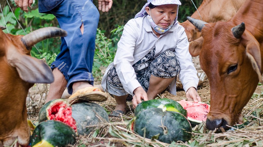 Nông dân trồng dưa Đại Lộc (Quảng Nam) đau xót đem dưa hấu cho bò ăn vì không bán được. Ảnh: Nguyễn Thành.