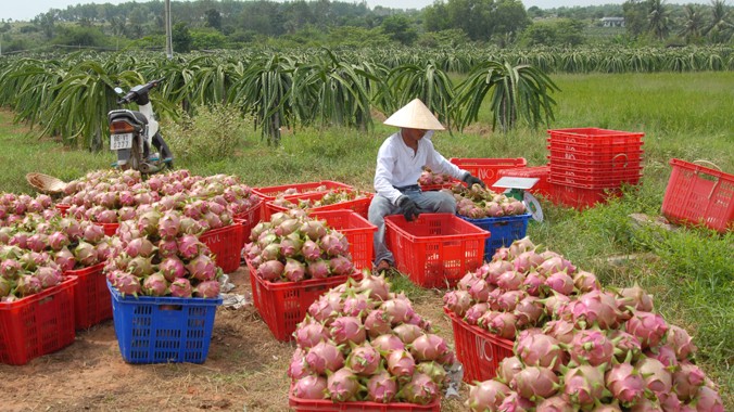 Trang trại trồng cây thanh long tại Bình Thuận. Ảnh: Tuấn Anh.