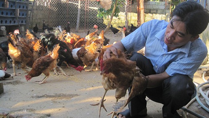 Mai Văn Hưng đang kiểm tra sức khỏe gà ở trang trại.