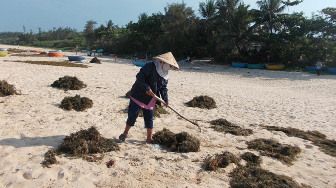 Những rong mơ được người dân khai thác trái phép phơi bãi rạn và bãi biển. Ảnh: Nguyễn Trang.