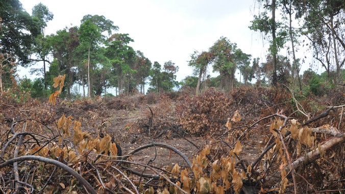 Hiện trường vụ chặt phá rừng tại ấp Gành Dầu.