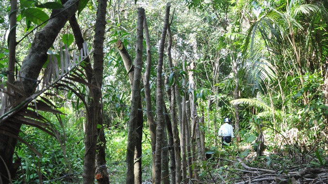 Đất rừng trên đảo cũng bị phân lô, tranh chấp quyết liệt.