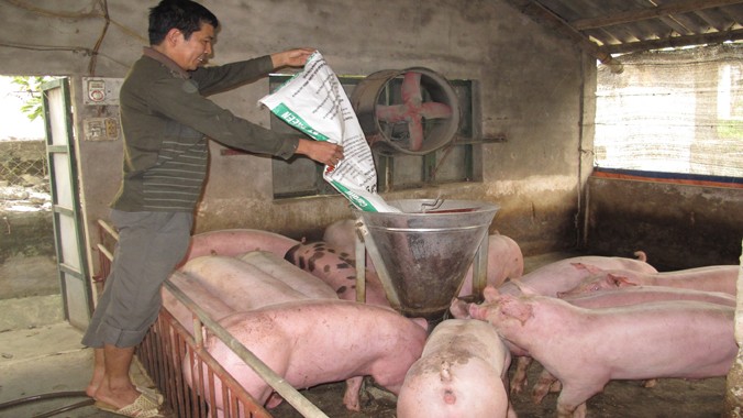 Ngành chăn nuôi đang chịu sức ép rất lớn từ thịt lợn ngoại giá rẻ. Ảnh: Thanh Xuân.