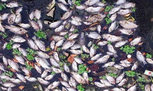 Hàng ngàn con cá rô phi chết nổi trắng hồ điều hòa Nguyễn Du. Ảnh: Dân Việt
