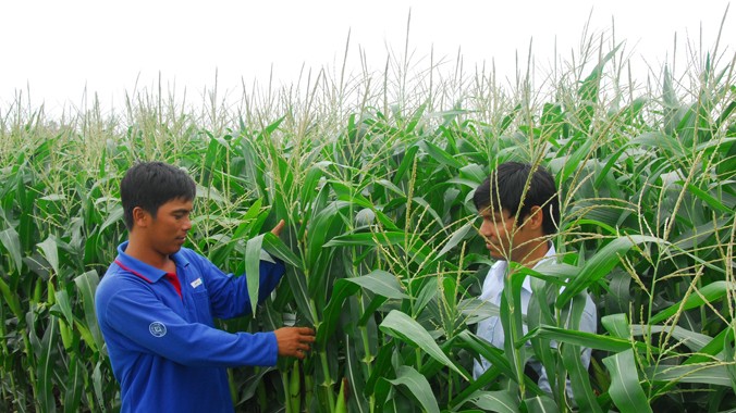 Nông dân ở huyện An Phú (An Giang) đang trồng ngô biến đổi gen.