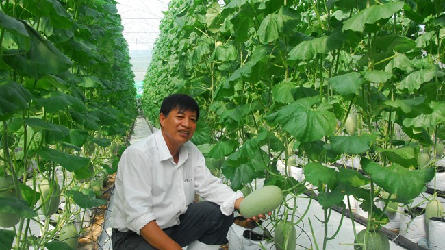 Ông Nguyễn Minh Bửu bên cạnh dưa lưới công nghệ cao. Ảnh: Hòa Hội.