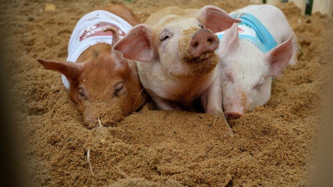 Trang trại lợn 5 sao đầu tiên trên thế giới