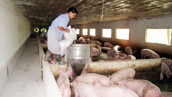 Việc sử dụng chất cấm khiến ngành chăn nuôi thiệt hại hàng nghìn tỷ đồng, người tiêu dùng tẩy chay. Ảnh: Bá Minh.