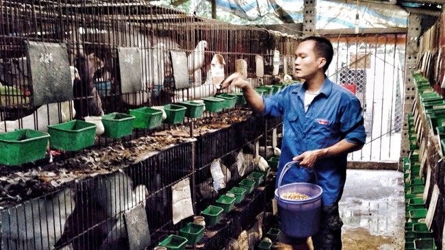 Anh Nguyễn Anh Tuấn đang cho chim bồ câu Pháp ăn.
