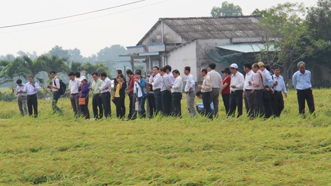 Đại biểu tham quan mô hình canh tác lúa áp dụng “3 giảm, 3 tăng” tại huyện Tân Trụ, Long An. Ảnh: TTKNQG.