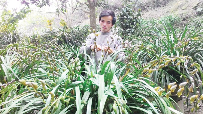 Kỹ sư Lê Văn Vi đang chăm sóc vườn hoa địa lan của gia đình.