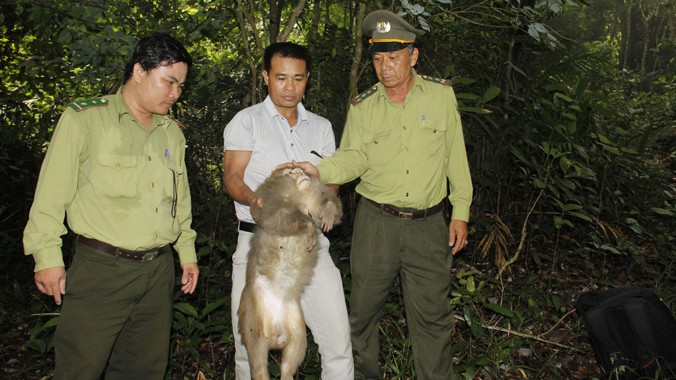 Anh Dũng cùng lực lượng kiểm lâm đưa chú khỉ suýt bị làm mồi nhậu thả về rừng. Ảnh: Thanh Trần.