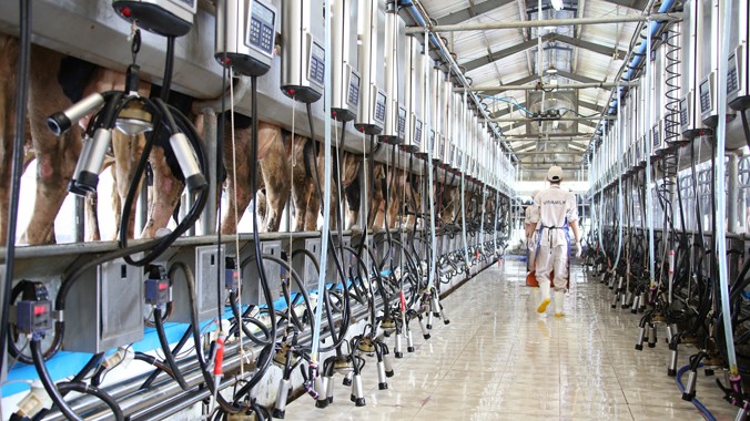 Trang trại bò sữa công nghệ cao của Vinamilk.
