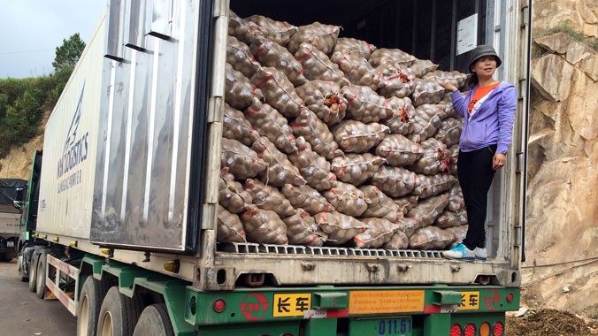 Lô khoai Trung Quốc bị cấm nhập vào Chợ nông sản ngày 20/10.
