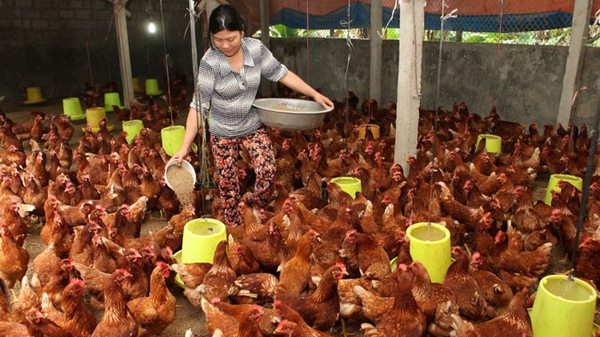 Ngành chăn nuôi của Việt Nam sẽ gặp nhiều thách thức nhất sau khi tham gia TPP. Ảnh: Hồng Vĩnh.