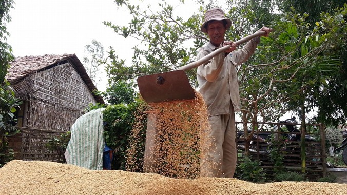 Nông dân trồng lúa chủ yếu dựa vào thương lái để tiêu thụ sản phẩm.