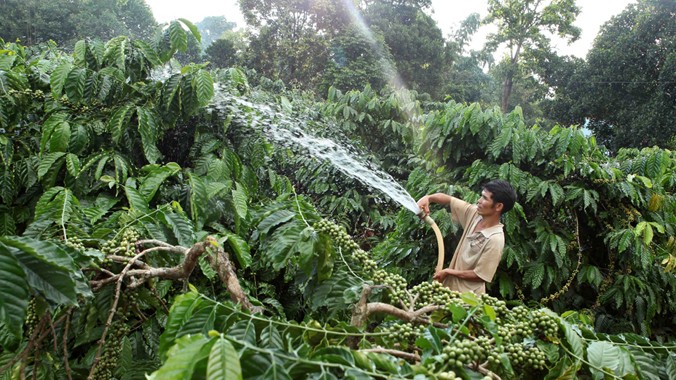 Gia đình anh HNich, dân tộc Ba Na ở làng KTăng, xã KDang, huyện Đắk Đoa (Gia Lai) vay vốn hộ mới thoát nghèo đầu tư trồng cà phê.